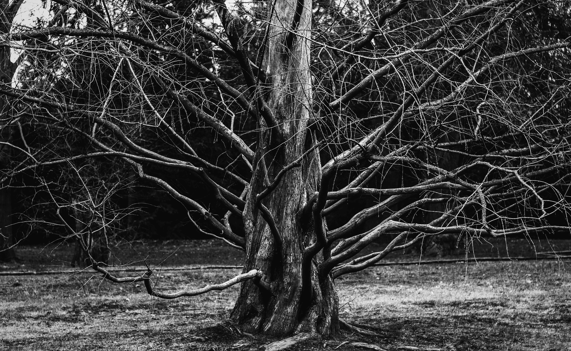 an ancient tree with no leaves and many branches